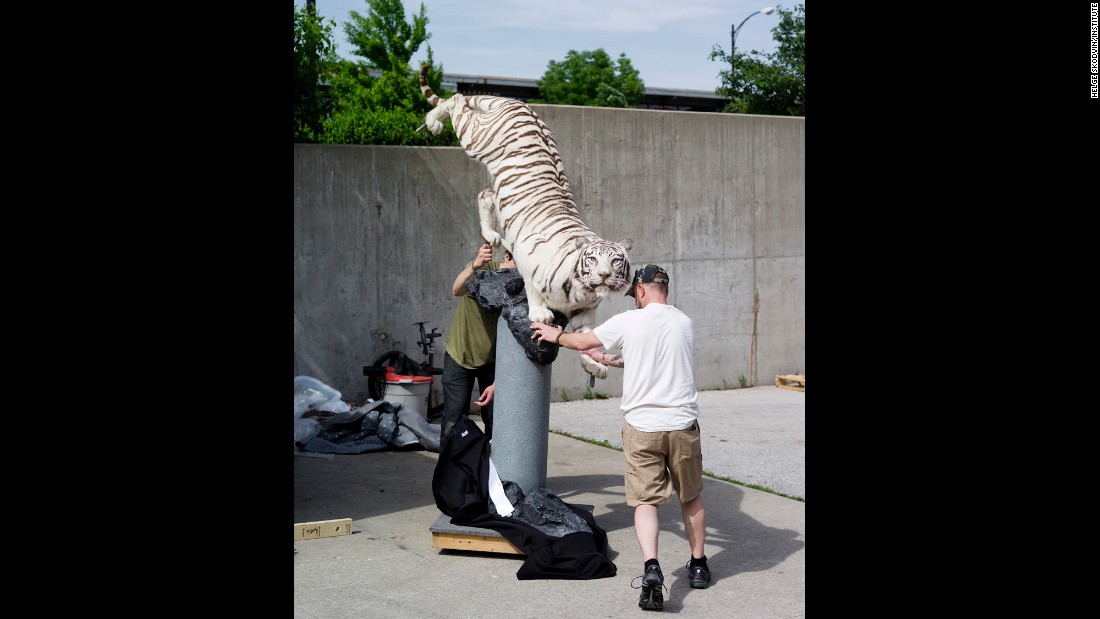 white tiger taxidermy