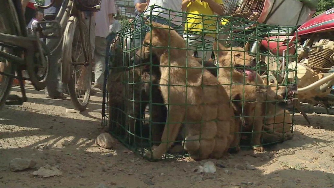 China's dog meat festival fires up activists CNN Video