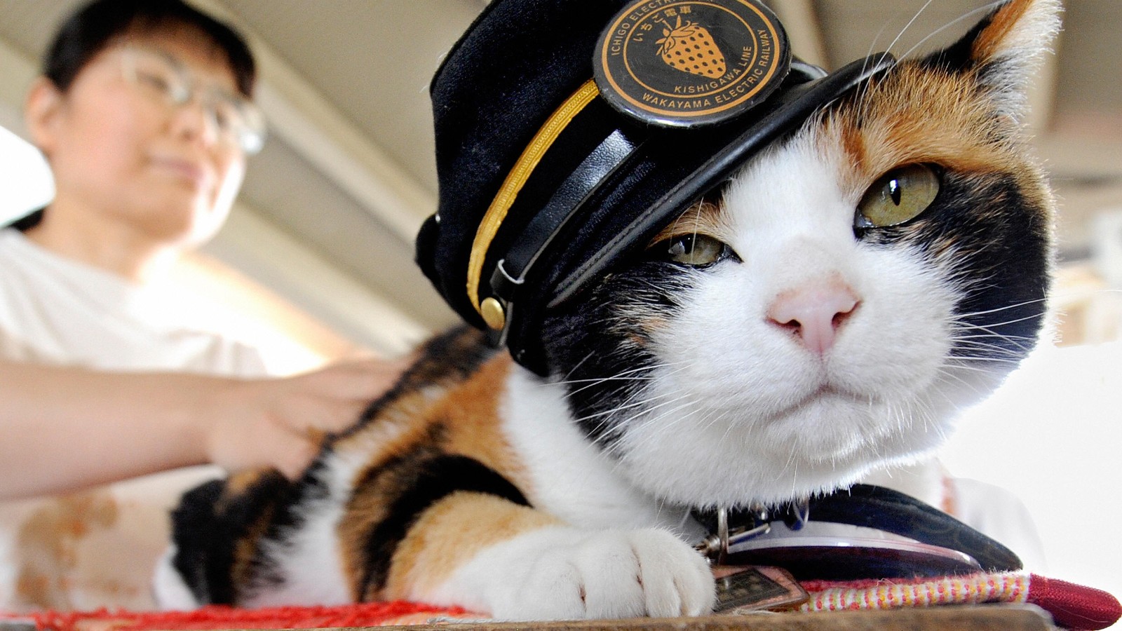 Tama the cat, Japan's cutest stationmaster, has died | CNN Travel