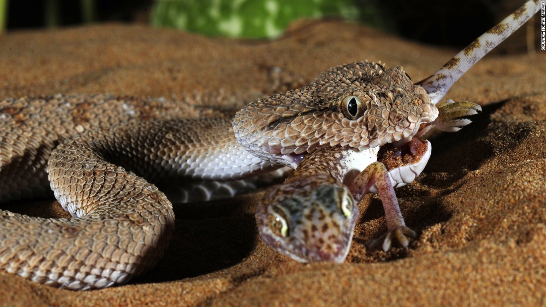 Animal venoms have evolved to immobilize and kill prey in seconds. Venomous toxins target vital body parts with extreme precision and potency, making them valuable templates to craft new drugs. Pictured, a desert viper preys on a gecko.