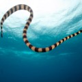 Sea snake venom