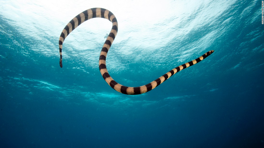 Despite their deadly venoms, sea snakes are commercially harvested in Asia and made into soups. But the venoms of sea snakes and other marine animals remain mostly unexplored and are an important natural treasure.