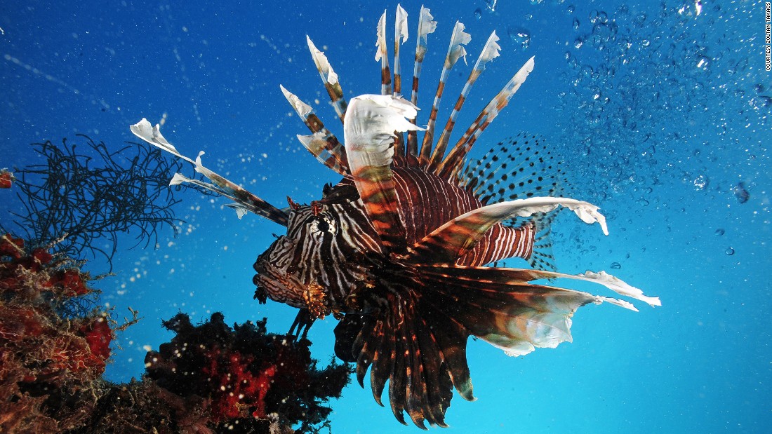 More than 1,000 species of fish have venom, including the Lionfish found in the Republic of Palau, Micronesia, whose spines have apparatus to produce venom when needed. The vast majority of the world&#39;s venomous fish remain unexplored by science. 