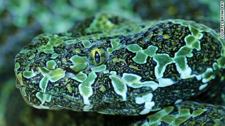 The venom of rare Mangshan vipers is being explored to identify new drugs for development.