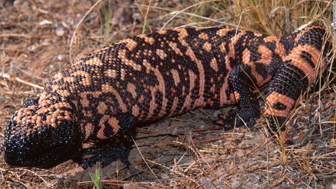 The Gila monster is one of the very few species of venomous lizard. It&#39;s found  in the United States and Mexico and is the source of exenatide -- a drug used to treat Type 2 diabetes.  