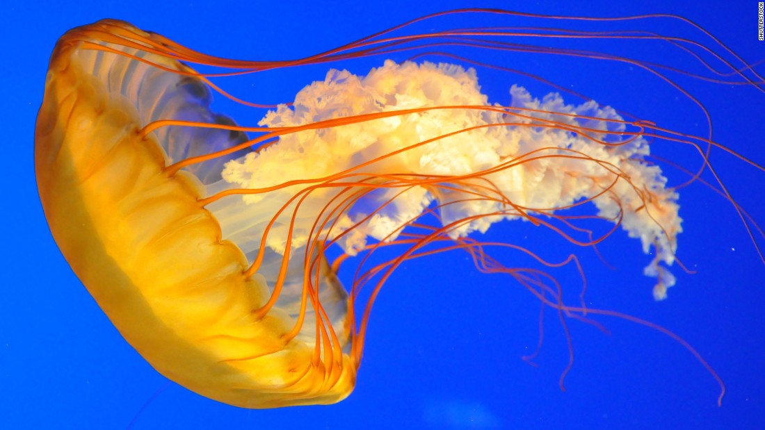 Urine is not an antidote to the venom of a jellyfish. Rinsing the wound with saltwater or using vinegar can be effective.