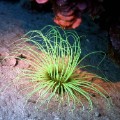 sea anemone venom