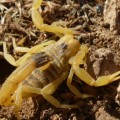 deathstalker scorpion venom
