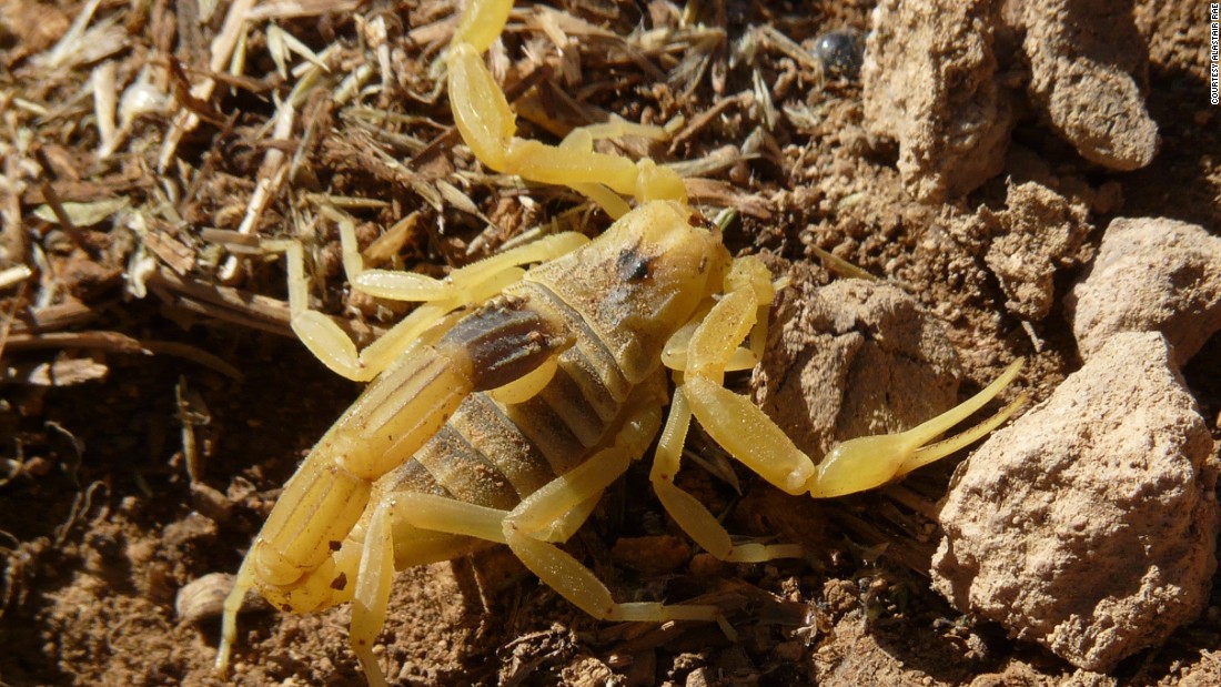 The venom of the deathstalker scorpion has been in trials for use during surgery to help surgeons locate tumors in the body.