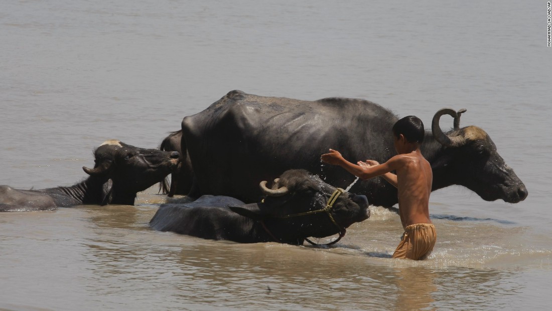 A Pakistani child pours water on his cattle to cool off during a hot afternoon in Peshawar on Thursday, June 25.