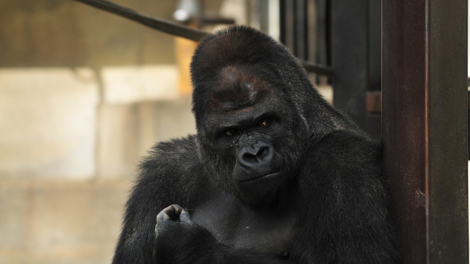 silverback gorilla penis small