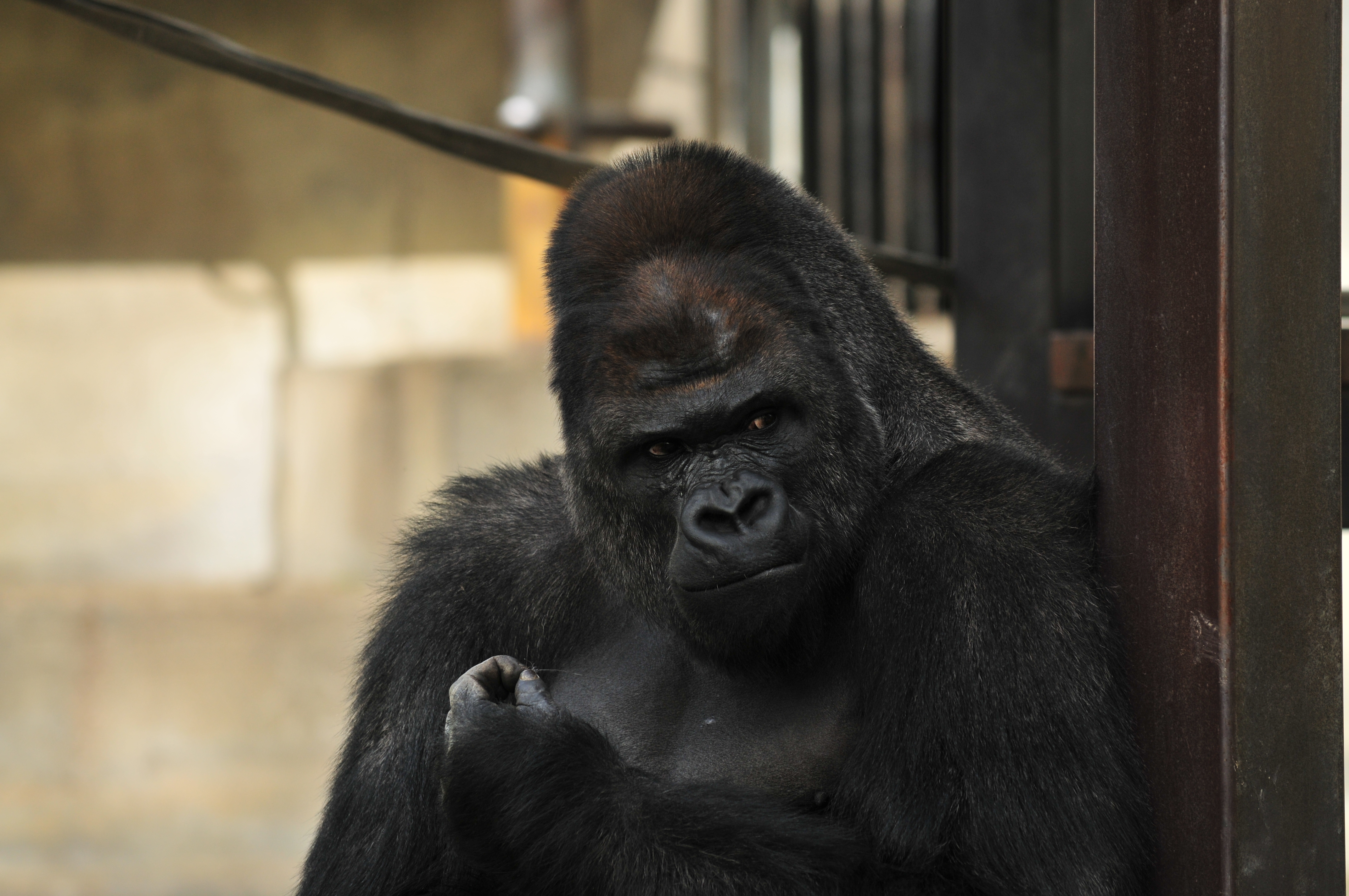 Surprisingly Handsome Male Gorilla Excites Women Cnn