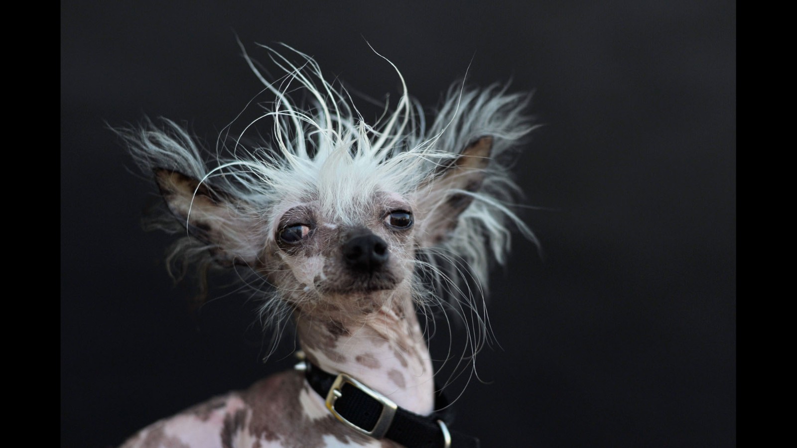 Meet the world's ugliest dog CNN