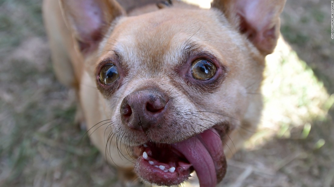 Meet the world's ugliest dog CNN