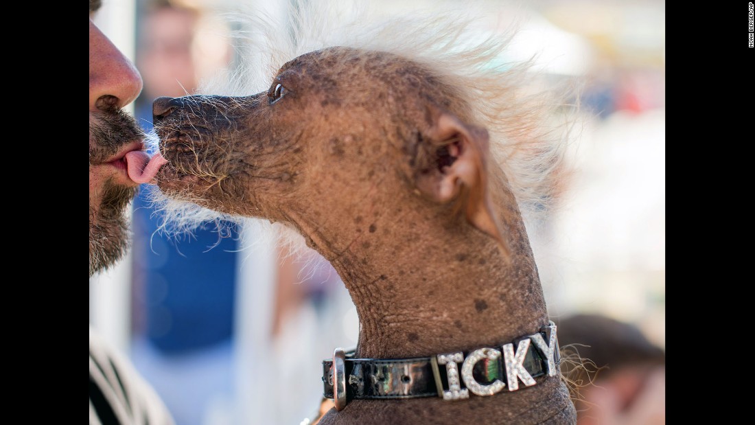 world-s-ugliest-dog-2015