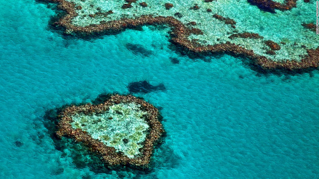 The world&#39;s largest coral reef ecosystem hosts scores of marine species, but scientists say that it could become extinct as soon as 2050 due to climate change.  