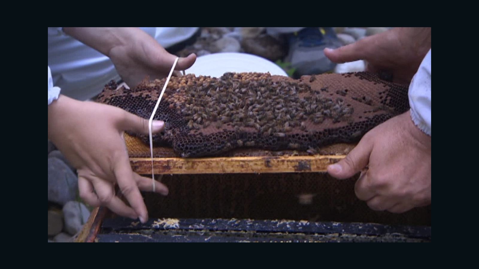 50 000 Honeybees Removed From Home CNN Video   150629202835 50000 Honeybees Removed From Home Pkg 00015205 Super Tease 