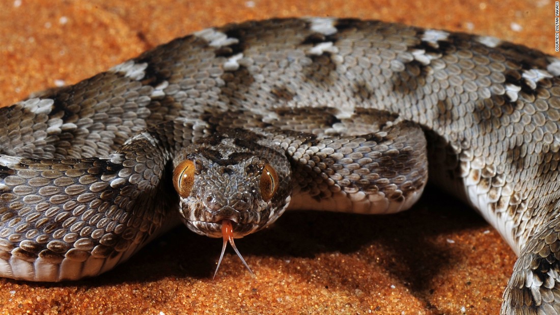 A toxin isolated from saw-scaled viper venom served as the template for the drug tirofiban, used in the treatment of myocardial infarction. The snake is found in the Middle East and the Indian subcontinent.