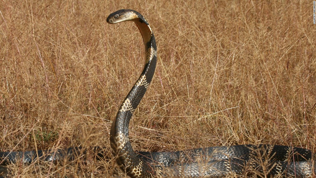 Teams at the University of Singapore are working with venom from the King Cobra -- isolating a particular toxin that shows strong potential as a treatment for chronic pain.