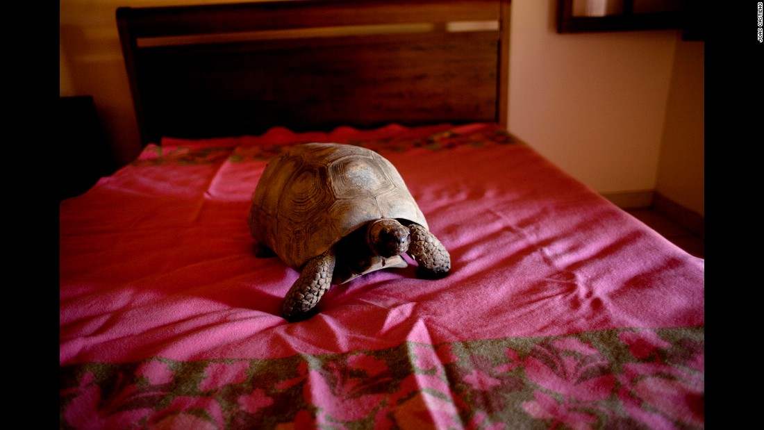A tortoise rests on a bed. All of the animals were cared for by nongovernmental organizations in Brazil.