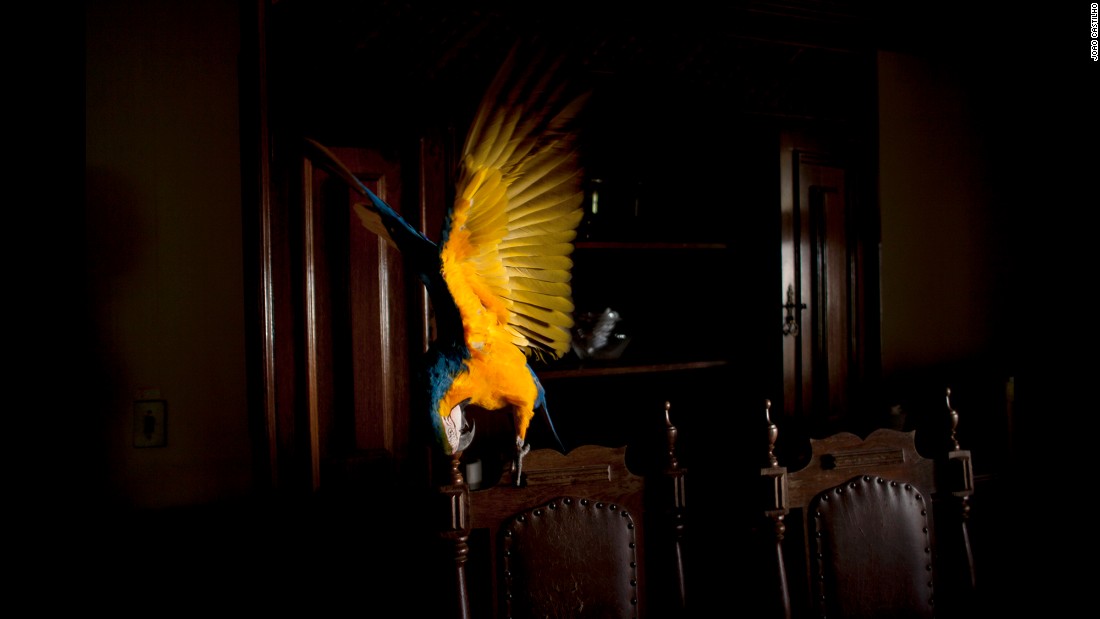 A macaw takes a seat. For his shoots, Castilho tried to choose homes close to where the animals lived.