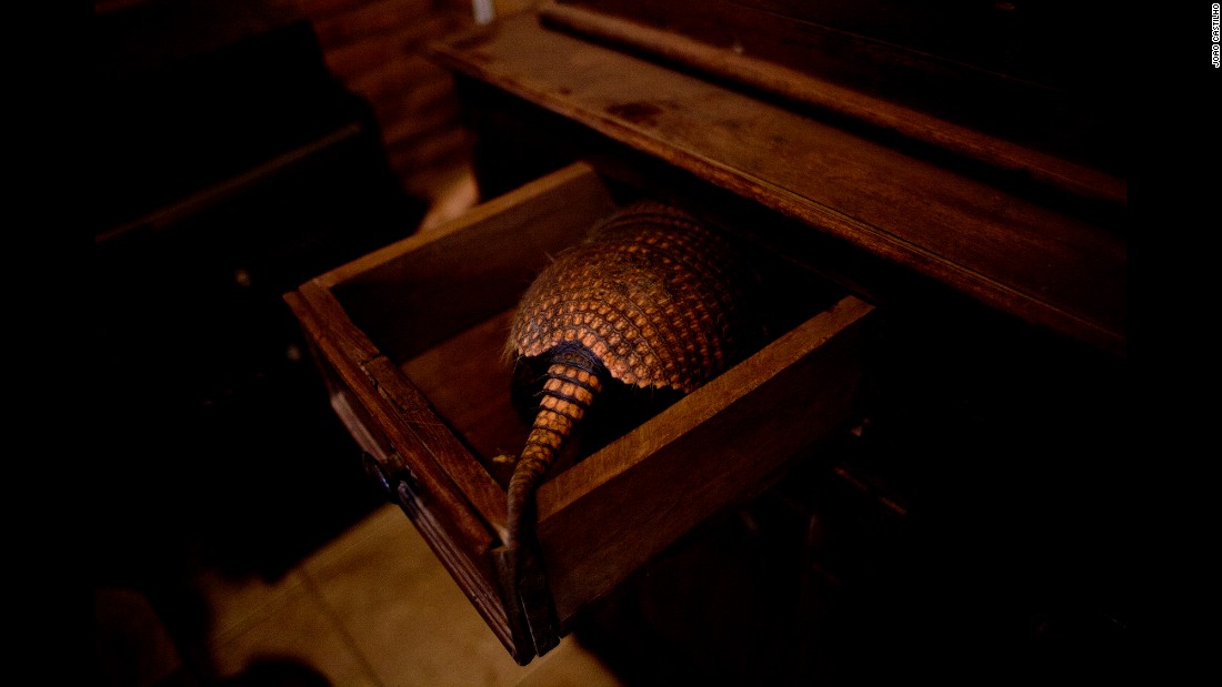 An armadillo finds a cozy spot in a desk.