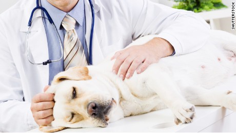 How your pet&#39;s illness could put your mental health at risk