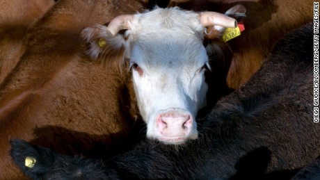 Could fake meat burgers make cows obsolete? 