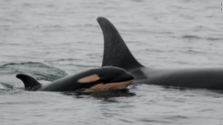 Baby killer whales spotted in wild - CNN Video