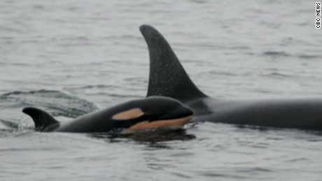 A report from 2015 counted 81 Southern Resident killer whales, and among them, four calves. Since then, the population has seen no new surviving calves. 