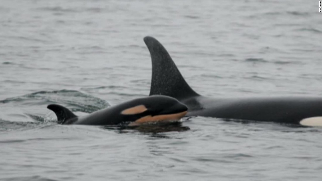 A Mourning Orca Mom Carried Her Dead Baby For Days Through The Ocean