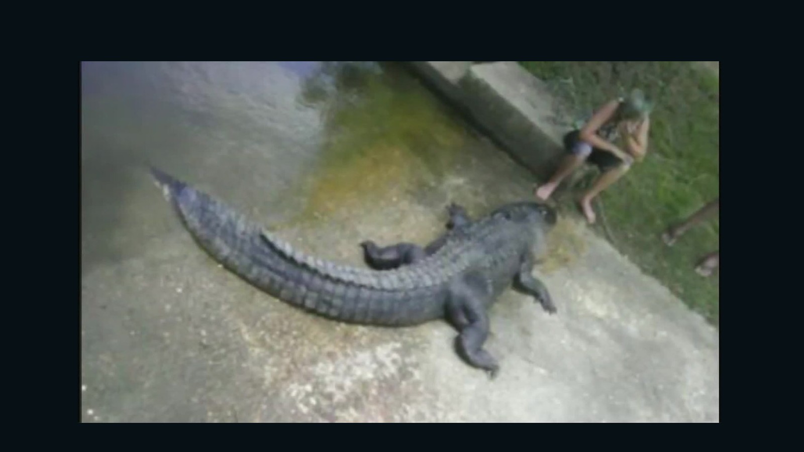 Man Kills Alligator Involved In Attack Cnn Video