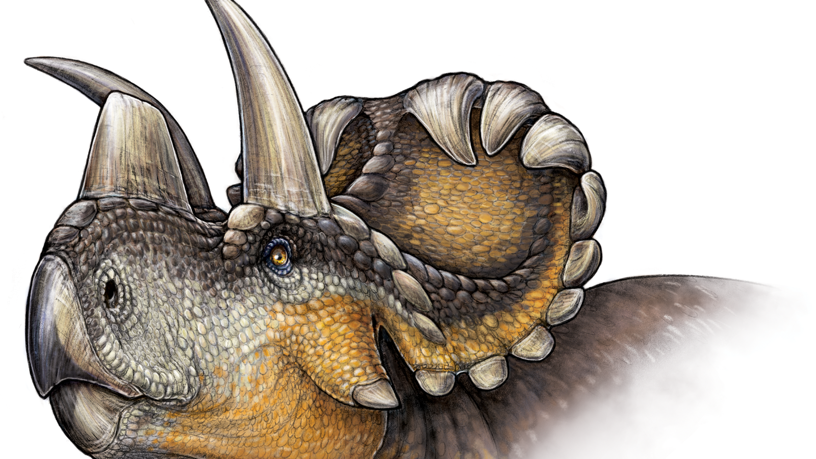 new-dinosaur-with-a-striking-nose-wendiceratops-cnn