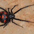 02 bug bites  black widow