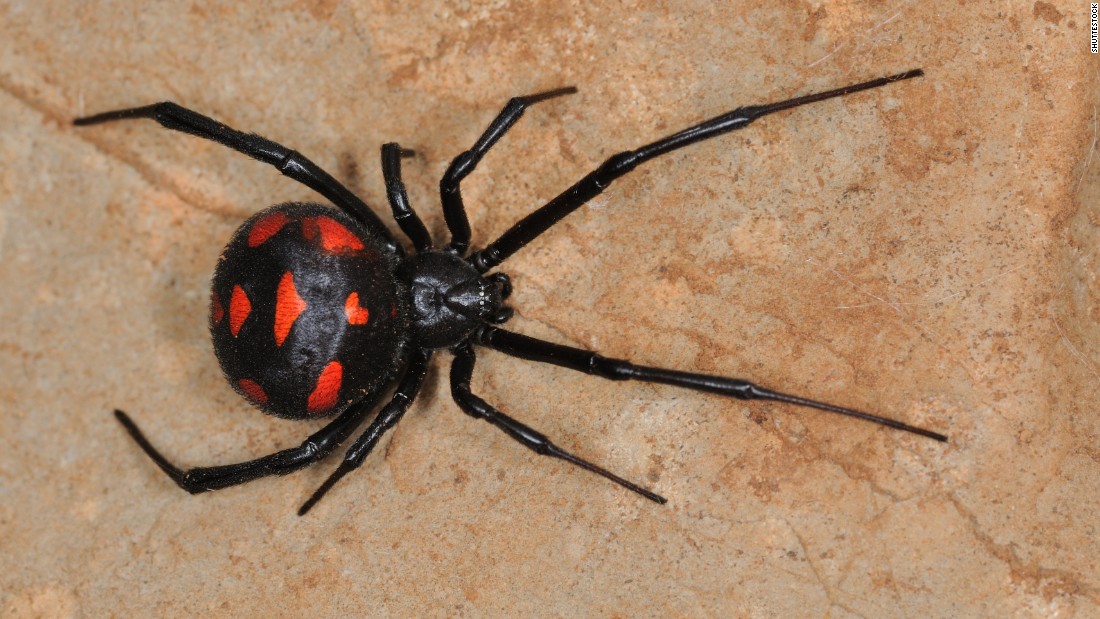 The black widow&#39;s bite releases venom that causes chest pain and muscle cramps, which can usually be remedied with anti-venom or muscle relaxant. 