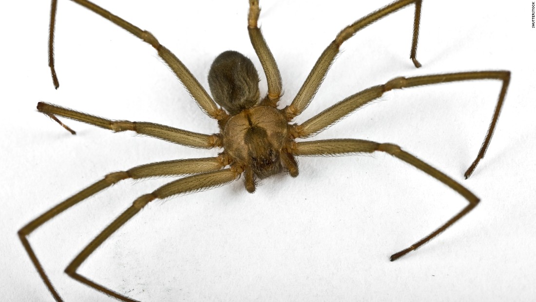 A brown recluse&#39;s venom can cause ulcers and rotting skin, wounds usually heal with proper care and cleaning.
