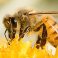 07 bug bites honey bee