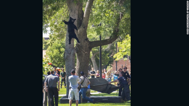Tranquilized Bear Falls From Tree Trampoline
