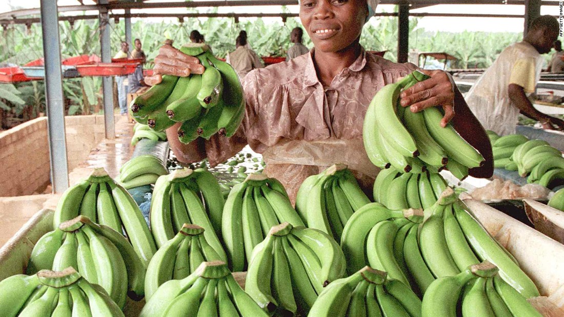 An Ivorian woman works at a bananas plantation in Bonne, 100 km north of Abidjan. 