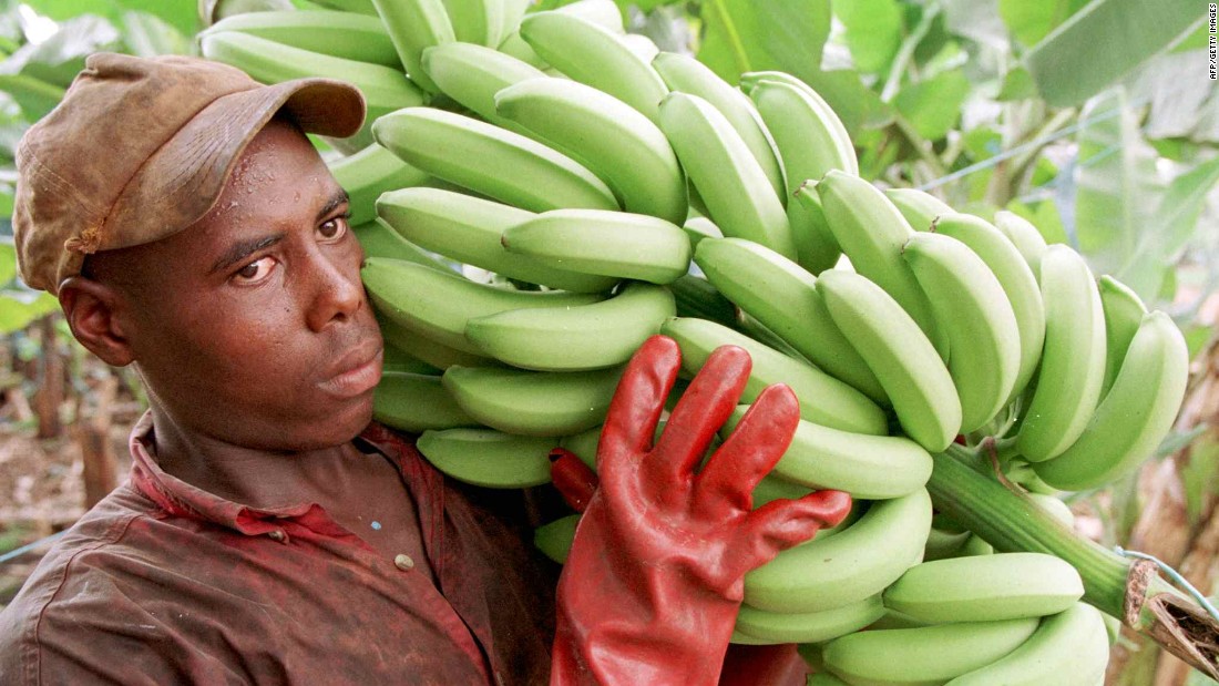 Particularly important to Africa is the East African Highland Banana (EAHB), a staple food for 80 million people. Uganda alone has about 120 varieties of this type of banana.
