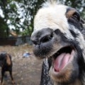 bleating goat