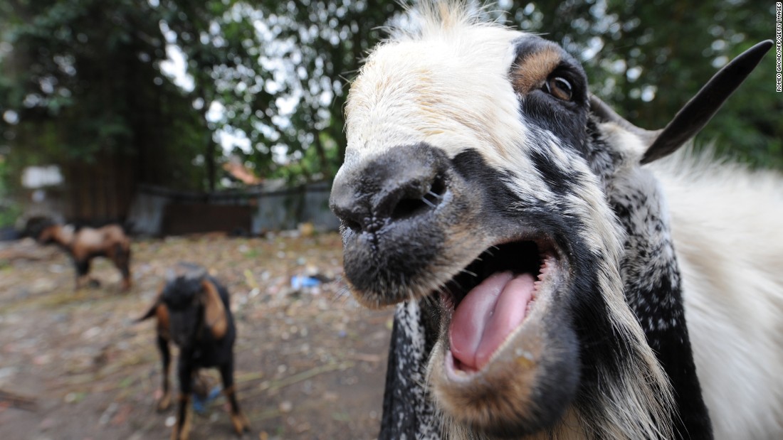 Why do we find &lt;a href=&quot;https://www.youtube.com/watch?v=SIaFtAKnqBU&quot; target=&quot;_blank&quot;&gt;goat screams&lt;/a&gt; so fascinating?  Because they scream just like humans, says Emory University psychologist and scream researcher &lt;a href=&quot;http://news.emory.edu/stories/2013/10/esc_psychology_of_a_scream/campus.html&quot; target=&quot;_blank&quot;&gt;Harold Gouzoules&lt;/a&gt;.  To prove it, just check out the many goat compilations on YouTube, including this &lt;a href=&quot;https://www.youtube.com/watch?v=NFgx5MY72Dk&quot; target=&quot;_blank&quot;&gt;Taylor Swift&lt;/a&gt; mashup and this &lt;a href=&quot;https://www.youtube.com/watch?v=ii6RF4a-n6c&quot; target=&quot;_blank&quot;&gt;commercial.&lt;/a&gt; 