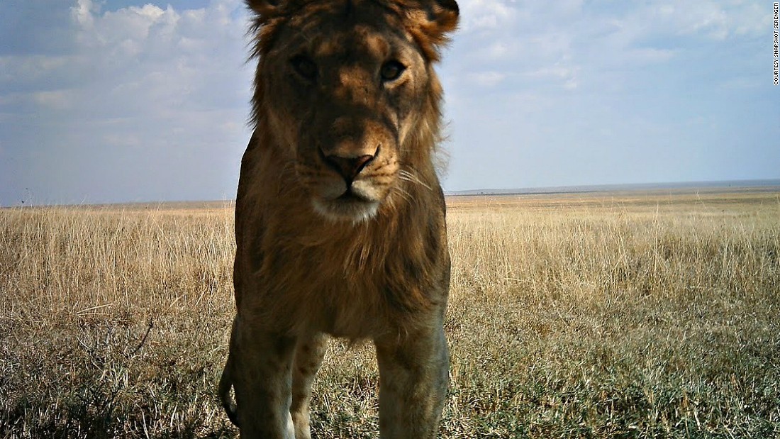 In 2010, researcher Alexandra Swanson set up 225 camera traps across the Serengeti National Park in Tanzania. 