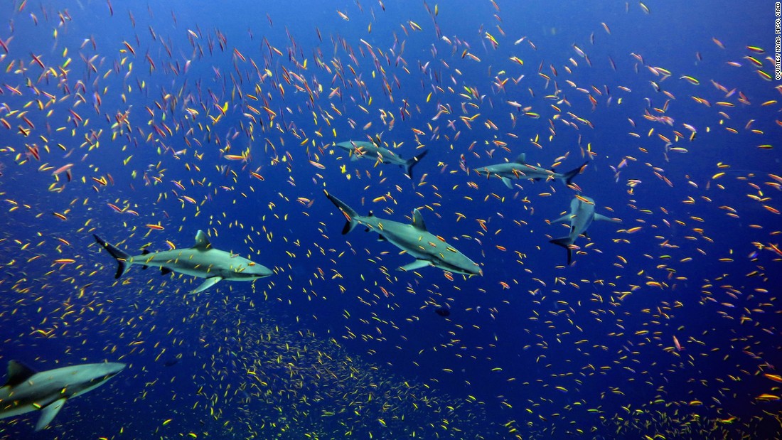 Twice the size of Texas, the Pacific Remote Islands is the largest marine reserve in the world. It&#39;s said to hold a large number of undersea mountains with corals that provide a habitat for underwater life like tuna, turtles, manta ray and sharks.