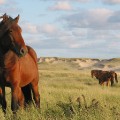 nature reserves- sable island