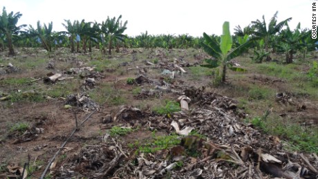 The effect of the disease in a banana plantation in northern Mozambique.