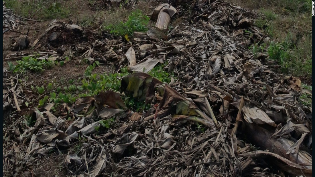 So far, the disease in Africa seems to be contained to just two banana plantations in Mozambique, one of which is pictured here.