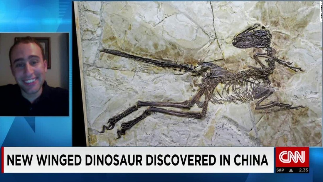 'Dragon Dinosaur' discovered in China CNN Video