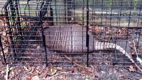 Armadillos blamed for leprosy increase in Florida