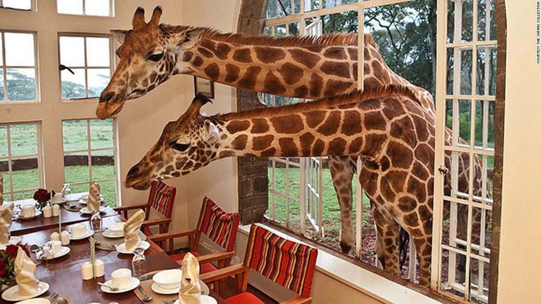 Surprise Giraffes Fall Under 4 Species Not One CNN   150722152844 Giraffe Manor Kenya Super 169 